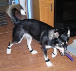 Sascha walking in her new booties