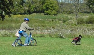 Sascha going mushing