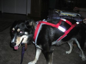 Sascha wearing her harness