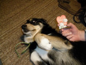 Puppy love